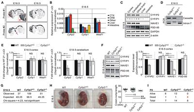 Smaller Body Size, Early Postnatal Lethality, and Cortical Extracellular Matrix-Related Gene Expression Changes of Cyfip2-Null Embryonic Mice